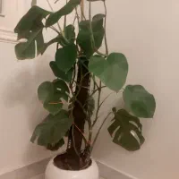 درختچه های اپارتمانی سالم ونو