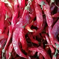 فلفل قرمزقلم