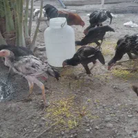 مرغ وخروس|حیوانات مزرعه|میناب, |دیوار