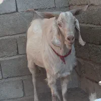 گوسفند|حیوانات مزرعه|فاریاب, |دیوار