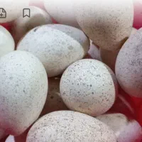 تخم بوقلمون