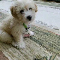 فروش سگ ۲ساله