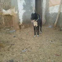 تماس بگیرید