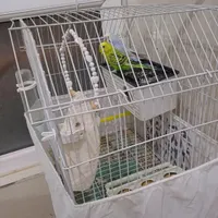 مرغ عشق جفت