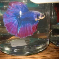 فروشگاه ماهی آکواریومی و تجهیزات ماهی فایتر