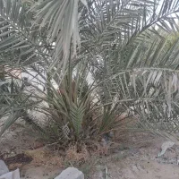 فروش پا جوش نخل|گل و گیاه طبیعی|بندر کنگان, |دیوار