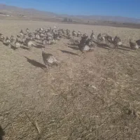 بوقلمون|حیوانات مزرعه|ماهیدشت, |دیوار