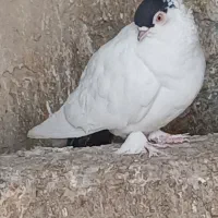 کبوتر ، کفتر هلمت ، هملت