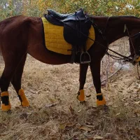 فروش اسب کهر نژاد کرد|اسب و تجهیزات اسبسواری|مراغه, |دیوار