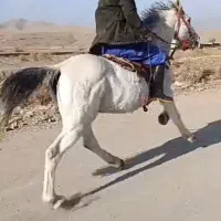 اخته کاری و سواری