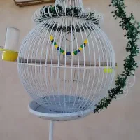 وسایل پرنده قیمت مناسب و سالم