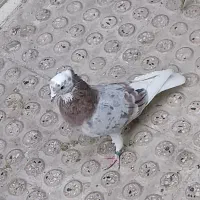 کفتر کبوتر سورو شازده هما‌ کاکلی