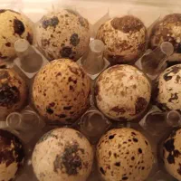 تخم نطفه دار و خوراکی بلدرچین باسایز و کیفیت بالا|خوردنی و آشامیدنی|کاشان, بازار کاشان|دیوار