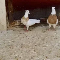 ماده طوقی همرنگ کبوتر کفتر|پرنده|مشهد, شهید احمدی روشن|دیوار