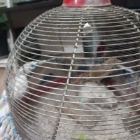 سهره خاکی|پرنده|ماهدشت, |دیوار