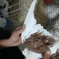 کبوترجکسون|پرنده|بافق, |دیوار