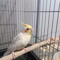 عروس هلندی نر|پرنده|قرق, |دیوار