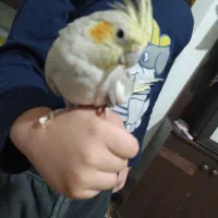 عروس هلندی دستی