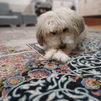 سگ شیتزو تریر