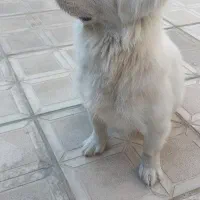 سگ پاکوتاه|سگ|زنجان, |دیوار