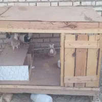 شادگان|لوازم جانبی حیوانات|باوی, |دیوار