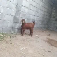 کره شیر مست