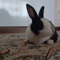 خرگوش|موش و خرگوش|تبریز, |دیوار