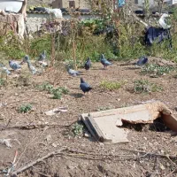 ۱۰عدد کبوتر دوبر|پرنده|انگوت, |دیوار