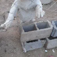 ماده سه ماهه