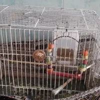 قفس پرنده نو و تمیز|لوازم جانبی حیوانات|سبزوار, هویزه|دیوار