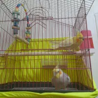 عروس هلندی دستی سخنگو فول رام جفت