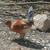 فروش خروس محلی