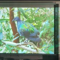 فروش تخصصی ویدیو پروژکتور خانگی و اداری|تلویزیون و پروژکتور|اراک, |دیوار