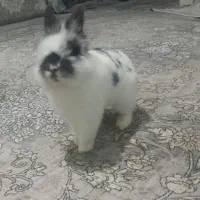 خرگوش نیمه لپ