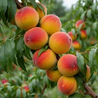 نهالهای اصلاحشده مقاوم در برابر شرایط مختلف