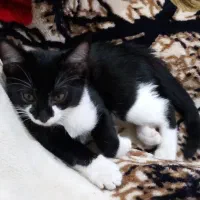 واگذاری بچه گربه۳ماهه