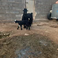 بزوبیگ|حیوانات مزرعه|شوشتر, |دیوار