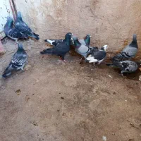 کفتر مسافتی