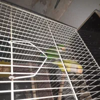 طوطی‌ کتوله‌ برزیلی‌