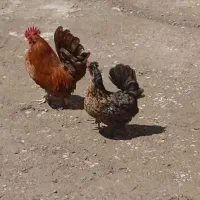 حیوانات مزرعه