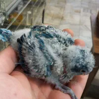 طوطی راهب|پرنده|اصفهان, هفتون|دیوار