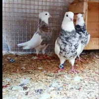 کبوتر|پرنده|کرمان, |دیوار