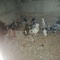 کفتر|پرنده|گنبکی, |دیوار