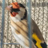 سهره جوجه قفس و کرمانی قناری دهن سلیمانی ترکیبی