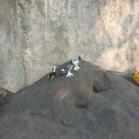 یک جفت کبوتر خوب