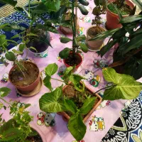 تعدادی گل و گیاه