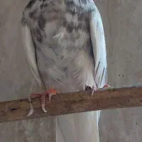 کبوتر