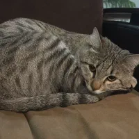 گربه دو رگه