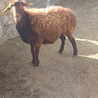 یک عددمیش چاق بفروش میرسد|حیوانات مزرعه|تربت جام, جامرود|دیوار