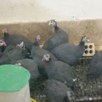 مرغ شاخدارنیمچه مرغ وخروس گلین لری|حیوانات مزرعه|ساوه, |دیوار